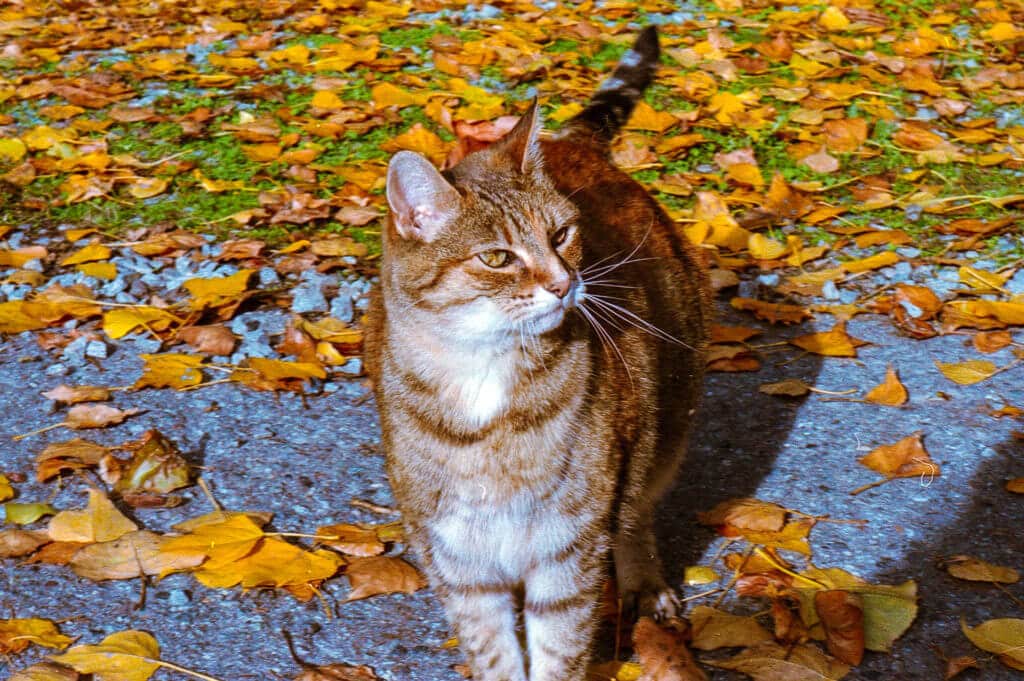Yellow Cat