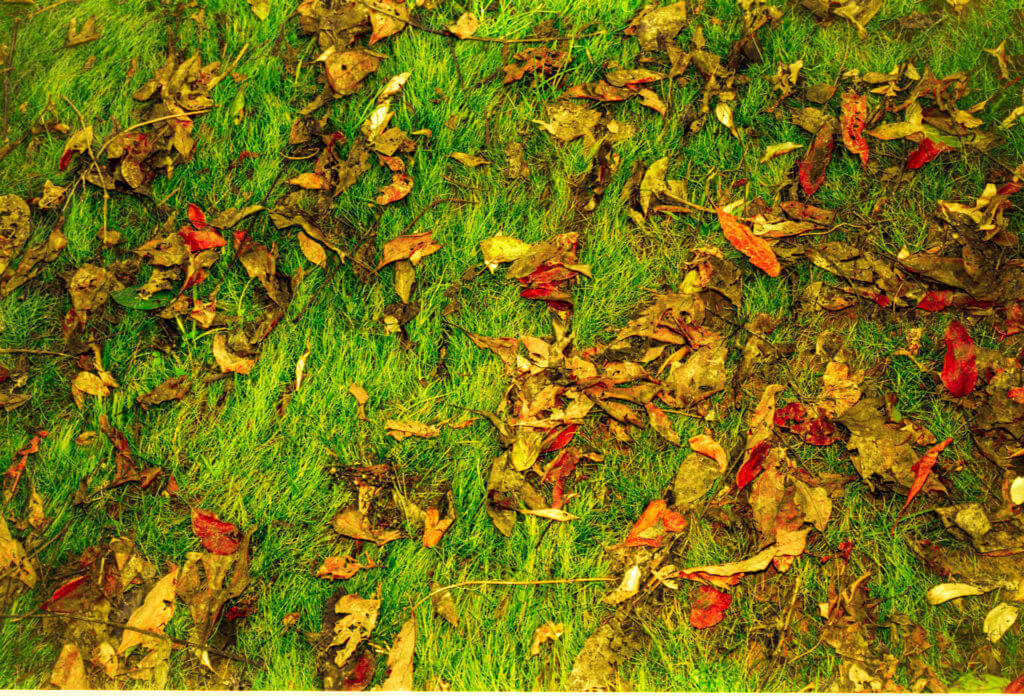 Dry leaves on green grass