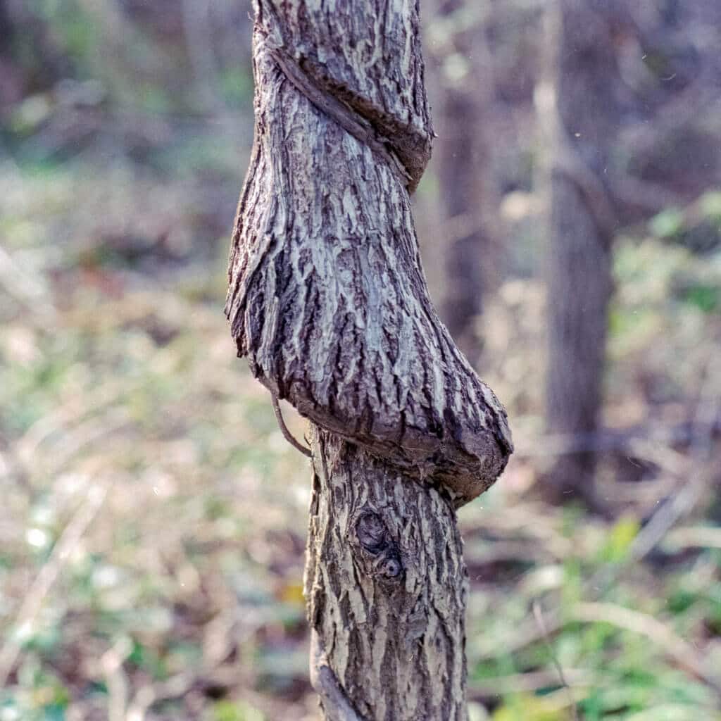 Twisted tree bark