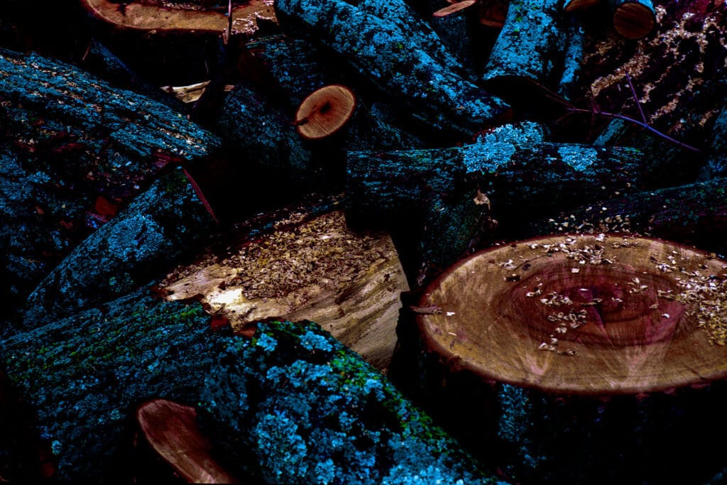 Tree stumps
