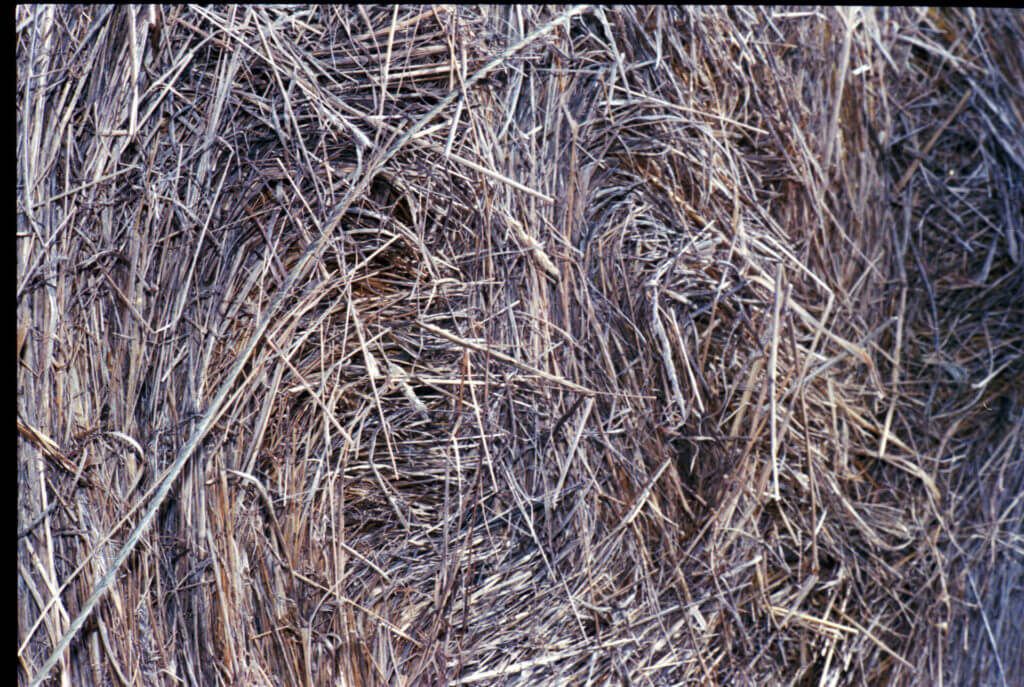 A close-up reveals the intricate choreography of dry, brown hay—each stalk tangled and intertwined with its neighbor in a disordered yet deliberate embrace. The rough texture speaks of time spent under the sun, each fiber holding a story of seasons past. The image captures the essence of nature’s meticulous design, where shades of brown blend seamlessly into one another, presenting a tapestry both humble and profound. It is in these fibrous details that one finds beauty not in grandeur but in the intimate whispers of earth's quiet miracles.
