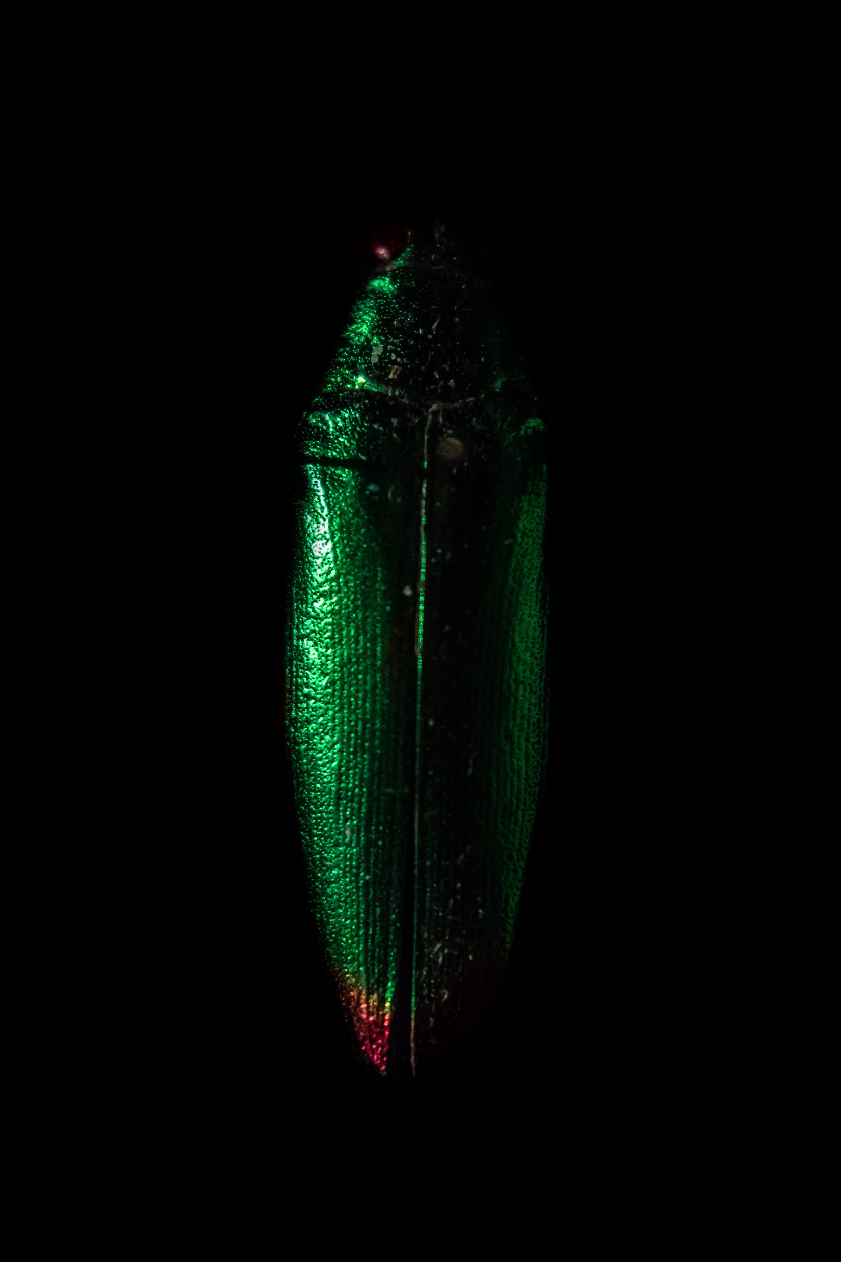Nestled in the abyss of a boundless black backdrop, a beetle emerges—a silent, solitary protagonist. Its exoskeleton glistens with an ethereal metallic green, as though it carries within it the secrets of ancient forests and iridescent lakes. The creature's elongated form is neither clunky nor cumbersome; rather, it flows effortlessly like poetry caught mid-verse. Subtle whispers of red grace its lower regions, providing a delicate contrast that hints at unseen passions or untold stories. Here, in this frozen moment, the beetle exists—both insignificant and profoundly compelling—an intricate brushstroke on the vast canvas of existence.