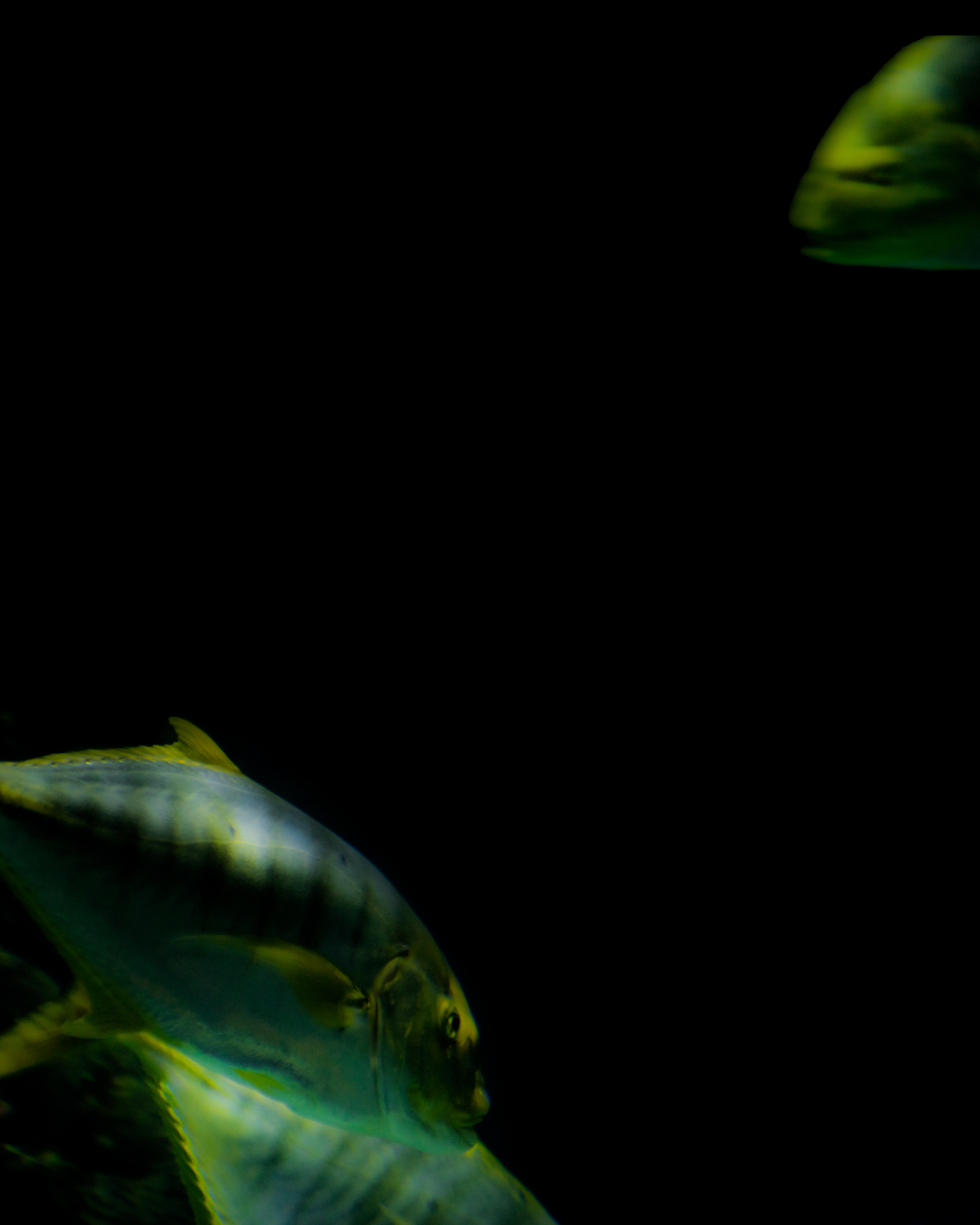 Against a backdrop of obsidian darkness, a fish glides in sharp relief. Its body gleams with metallic luminescence, each scale reflecting light as if it were molten silver. The starkness of its surroundings only serves to amplify its radiance, drawing the eye inexorably toward its shimmering form. In the periphery, another fish lingers, partially obscured where shadows begin to deepen once more.