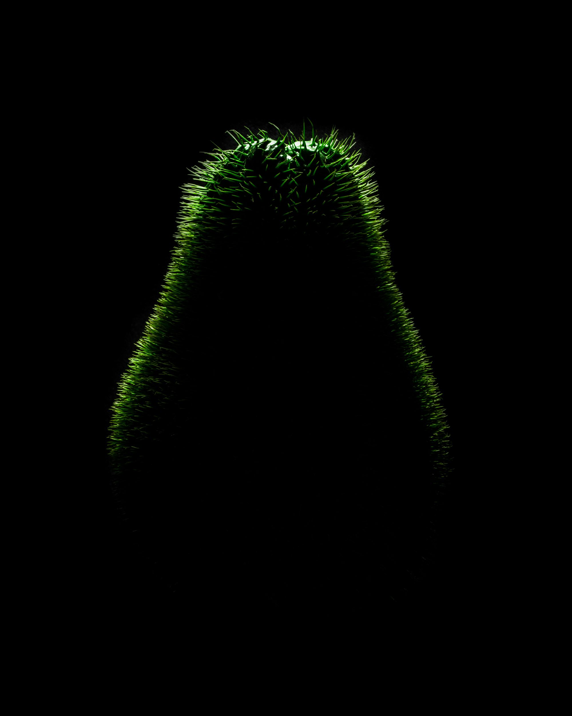 In the nocturnal stillness, a solitary cactus stands, its spines eerily illuminated by an otherworldly green light. The stark contrast of its silhouette against the void of unending blackness lends an almost dramatic tension to the scene. Each needle casts a shadow sharper than silence, etching in relief the textured skin that endures under harsh conditions. This image captures not just a plant but a testament to resilience in isolation, highlighted in hues that evoke both intrigue and unease—a silent sentinel wrapped in enigma and whispers of survival.
