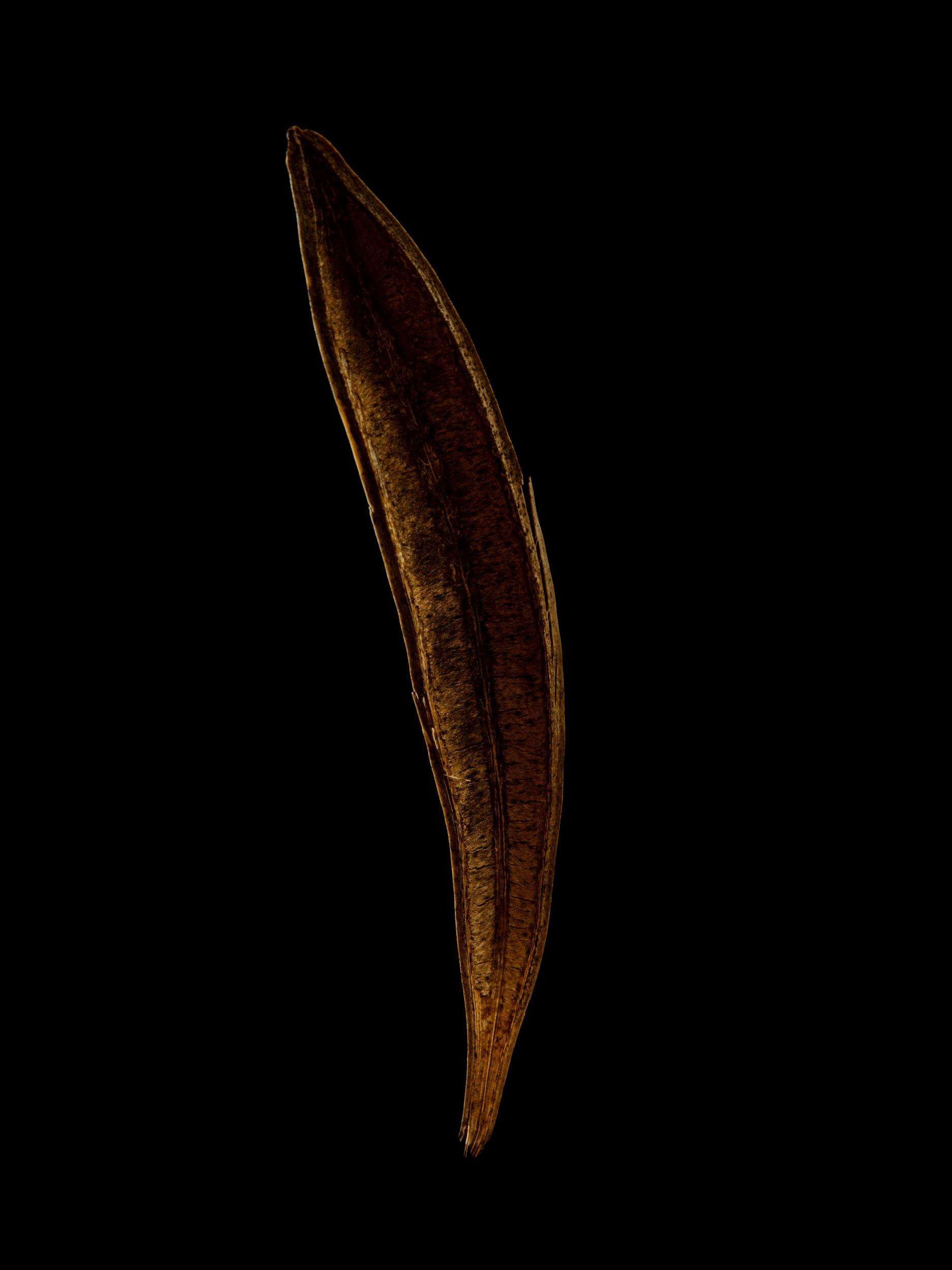 Against the stark expanse of black, a solitary, desiccated leaf takes center stage. Its elongated form curls gently at the edges, an elegant echo of time’s passage. The intricate web of veins and textured surface stand in quiet testament to its once-thriving vitality. Now, it remains—a delicate relic of nature's inexorable cycle.