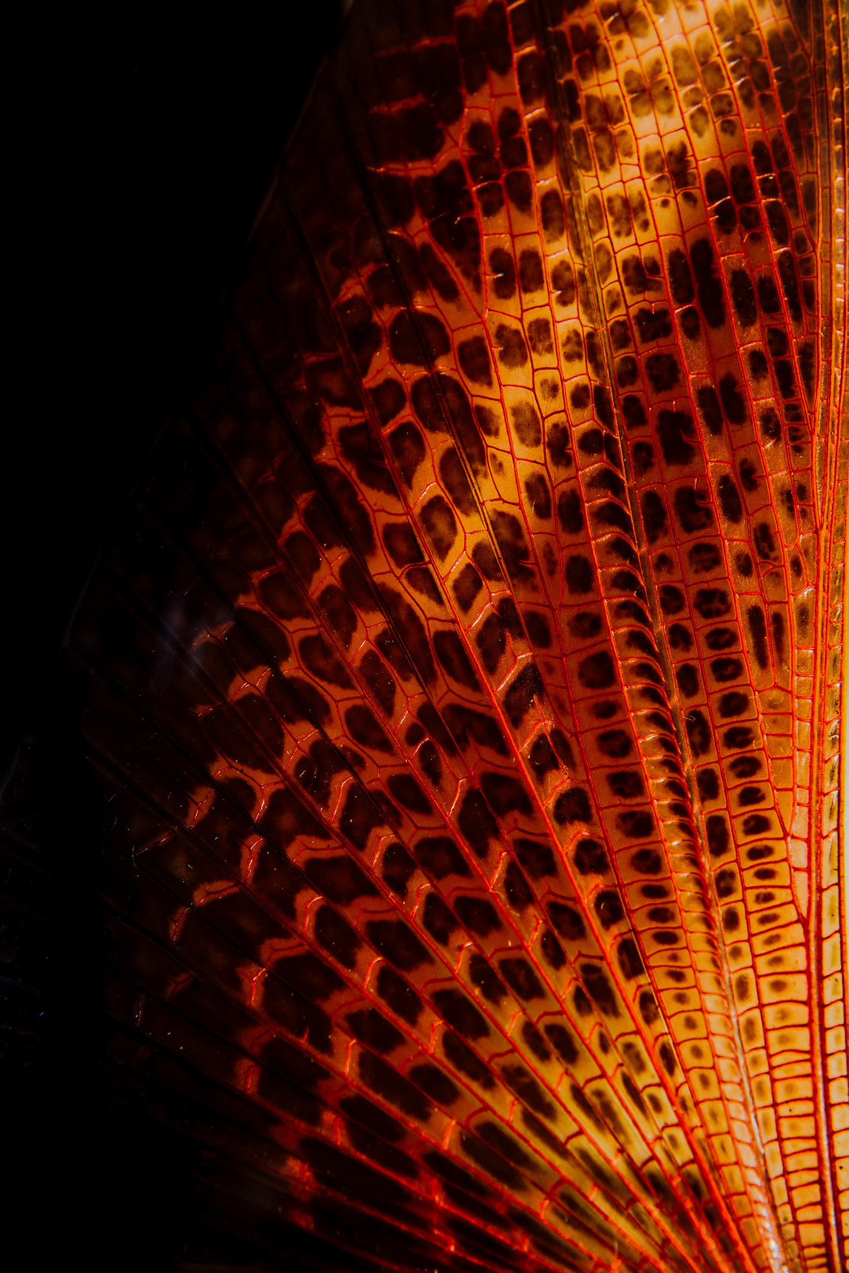 In the dim light of the underwater world, a solitary fish fin came into focus. The dark backdrop seemed to enhance its vivid splendor, an orange hue melding seamlessly into yellow and deepening into a rich red, much like the colors of a well-worn silk sari gifted by generations past. Its patterns were intricate, each detail painstakingly crafted, resembling an artisan's delicate stained glass creation. Light filtered through in soft whispers, weaving through the delicate tissue and casting subtle shadows that danced across its surface. Every flicker revealed new motifs of color and texture, drawing you deeper into its mesmerizing embrace.
