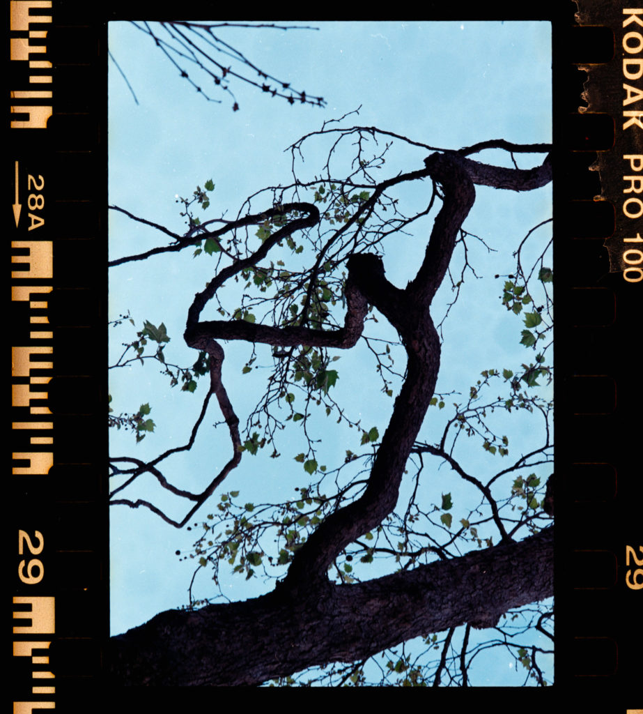 Captured within the nostalgic embrace of a vintage Kodak film border is a moment suspended in time. Tree branches, sparse yet resilient, reach outward against an endless blue sky, their silhouettes forming an intricate tapestry of curves and lines. These gnarled limbs twist and turn as if recounting silent stories to the azure expanse above. The few leaves that cling to life are scattered like whispers among the foliage, their presence adding delicate notes of color in an otherwise monochrome dance. It's an image imbued with a timeless quality, reminiscent of days gone by yet forever imprinted on fragile celluloid—an enduring testament to nature's quiet resilience and ephemeral beauty.