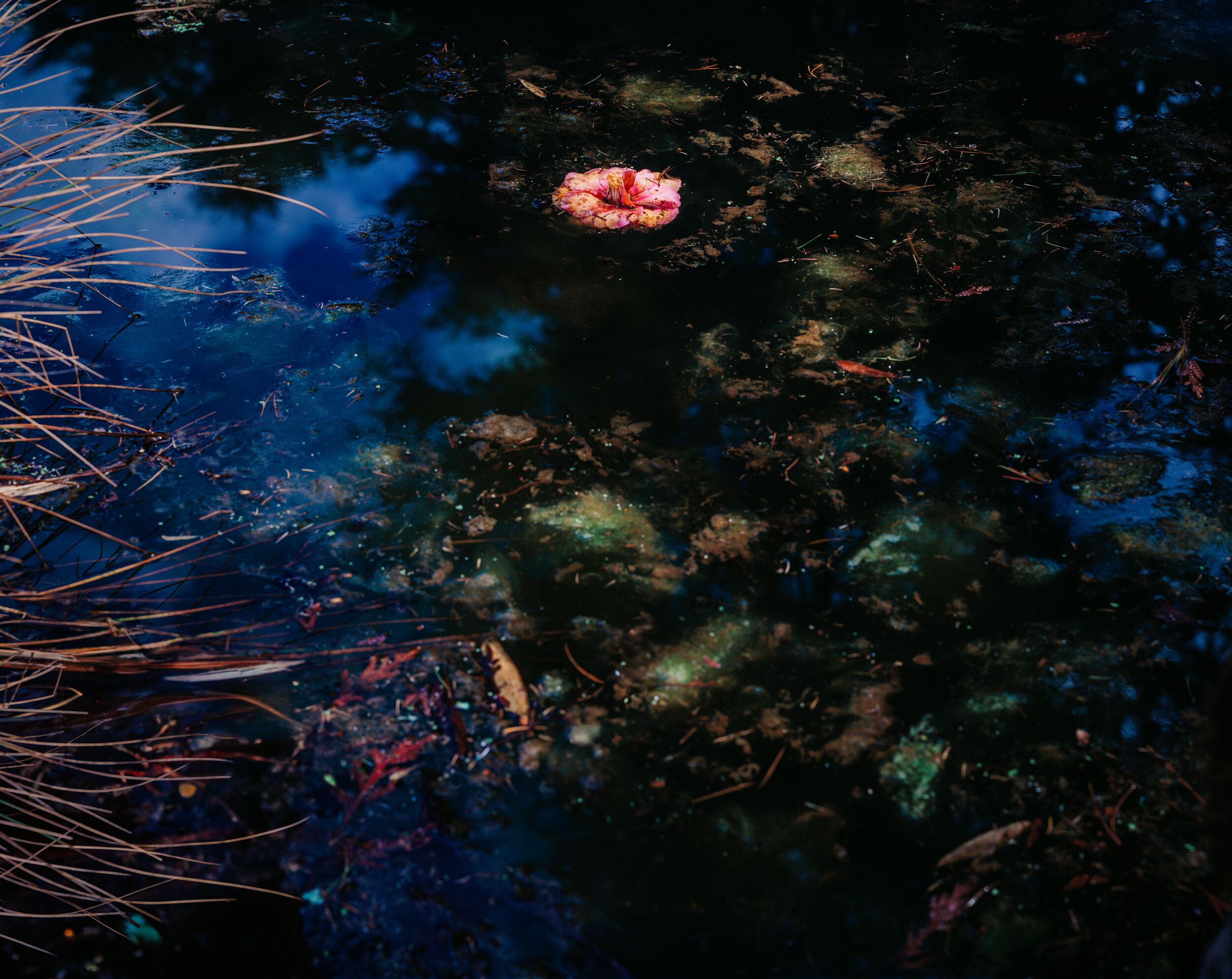 Deen-Sanwal-Home-for-water-lillies-1